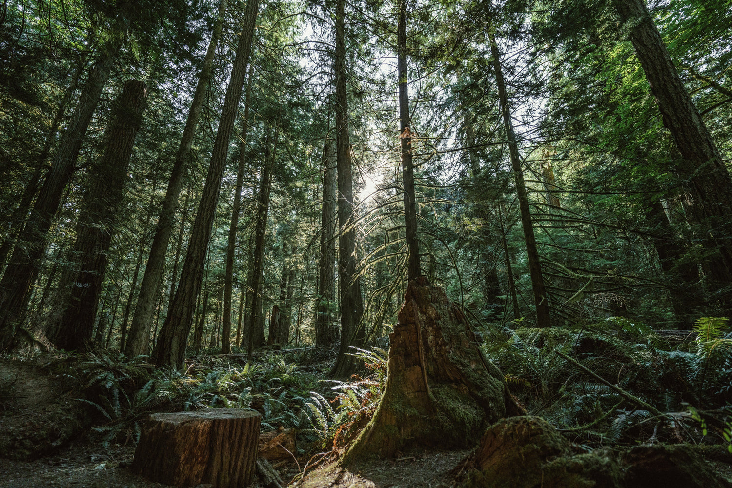 Undergrowth