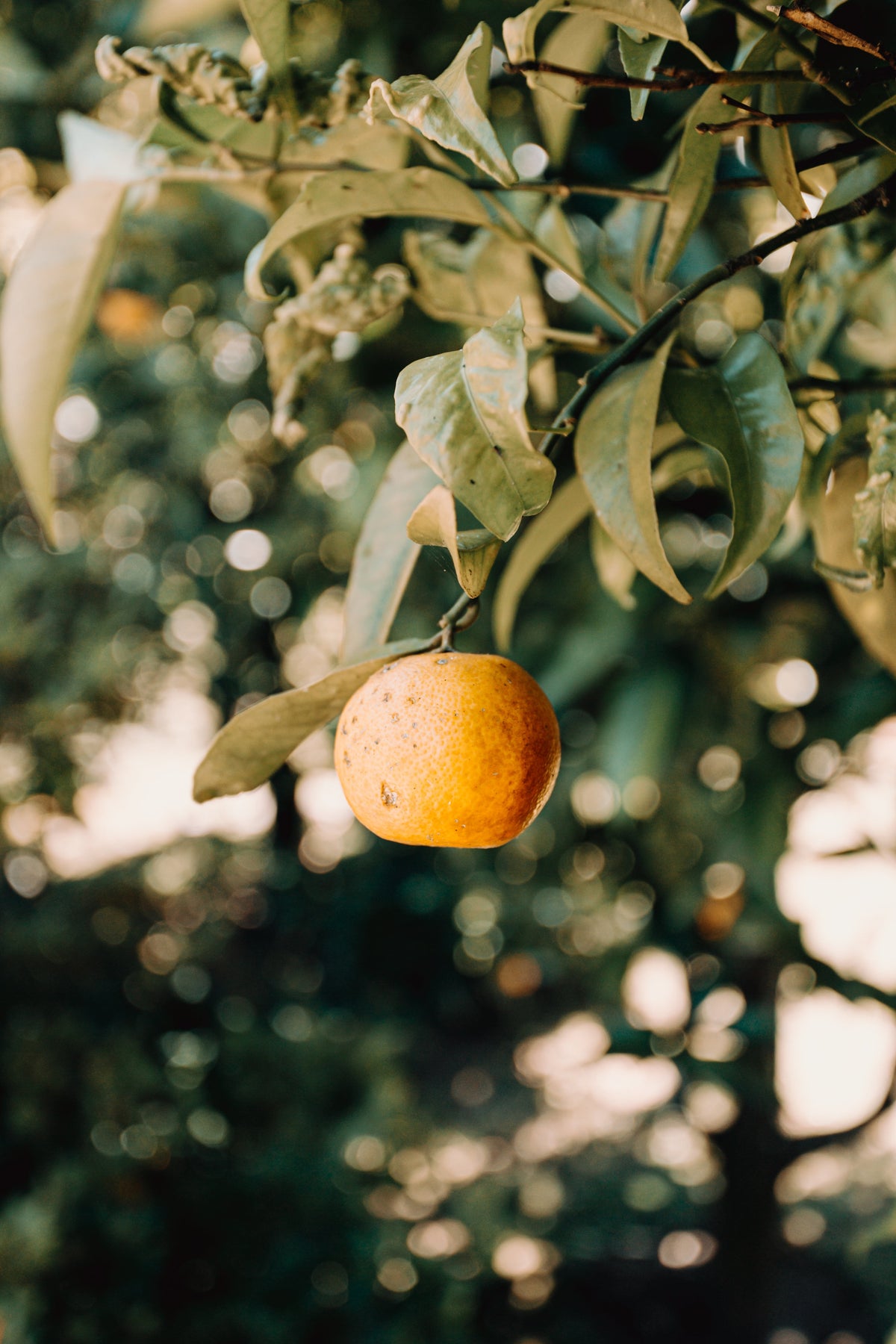 Citrus Grove